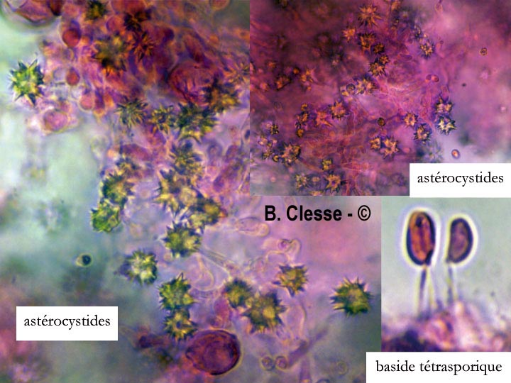 Resinicium bicolor