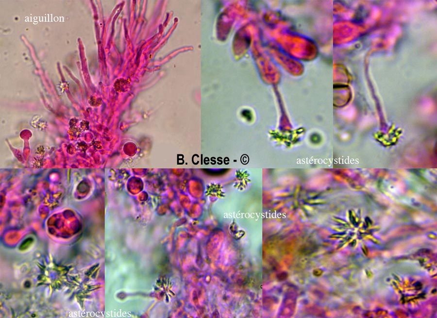 Resinicium bicolor