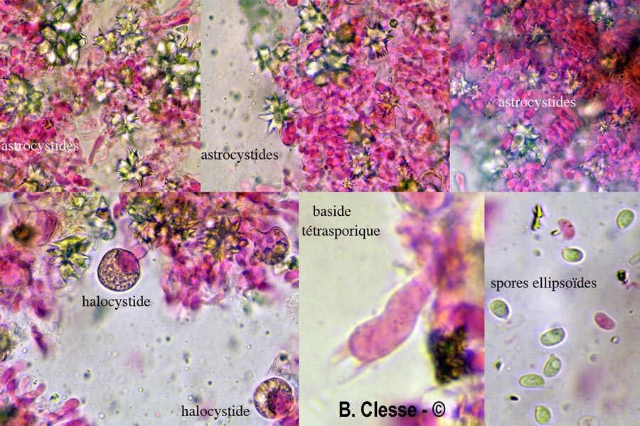 Resinicium bicolor