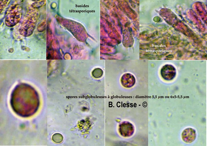 Resupinatus poriiformis