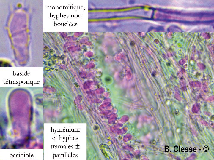 Rigidoporus obducens (Oxyporus obducens)