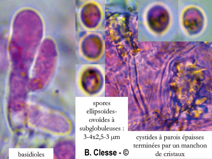 Rigidoporus obducens (Oxyporus obducens)