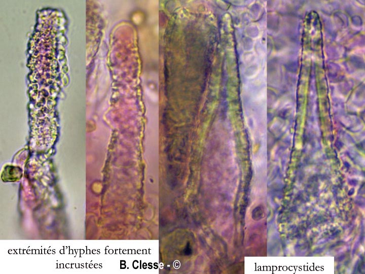 Scopuloides rimosa (Peniophora rimosa)