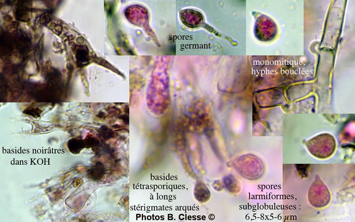 Scotomyces subviolaceus (Hydrabasidium subviolaceum)
