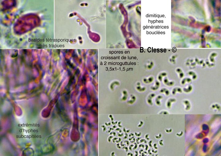 Sidera vulgaris
