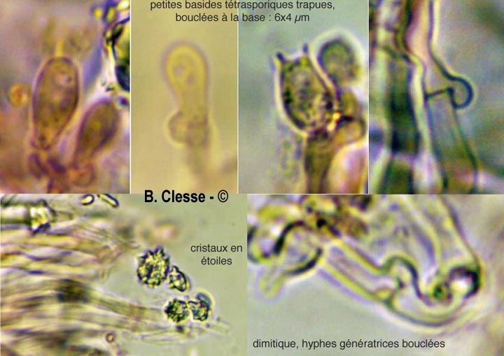 Sidera vulgaris