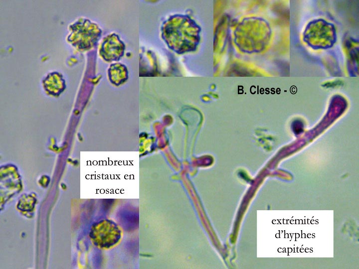 Sidera vulgaris