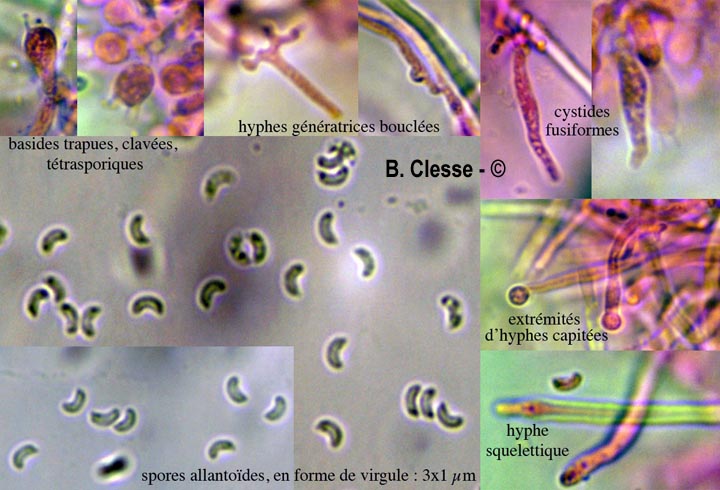 Sidera vulgaris