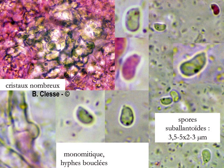 Sistotrema brinkmannii