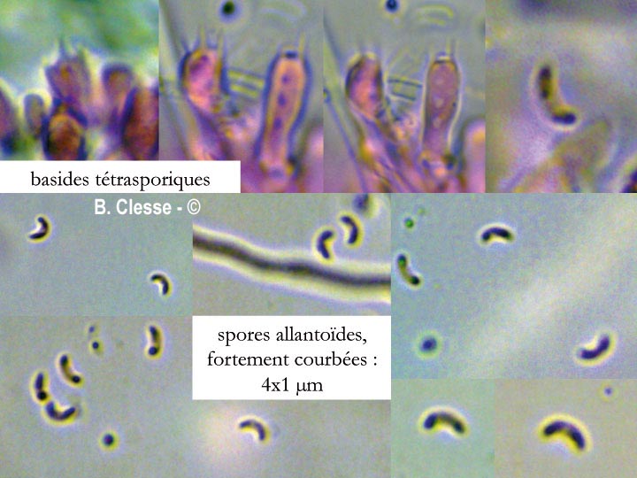 Skeletocutis carneogrisea