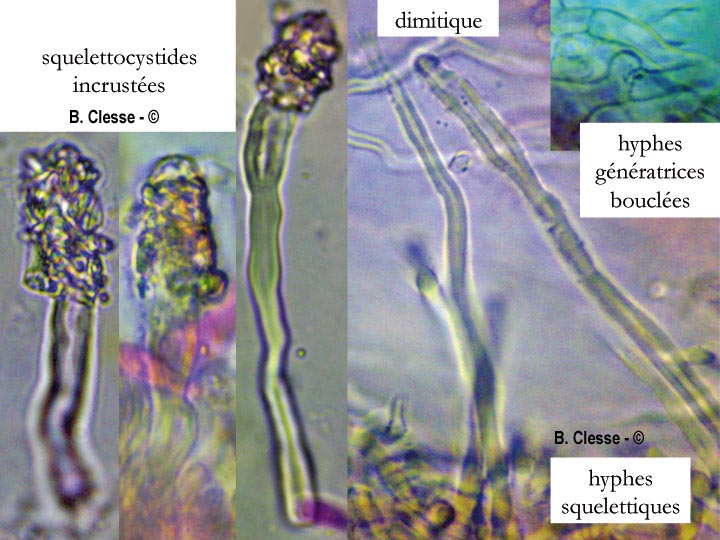 Steccherinum collabens (Junghuhnia collabens)