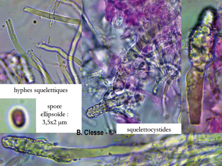 Steccherinum nitidum (Junghuhnia nitida)