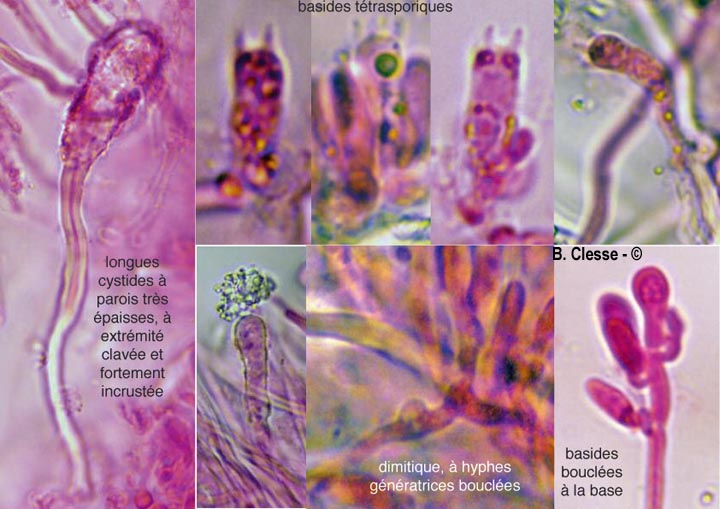 Steccherinum nitidum (Junghuhnia nitida)