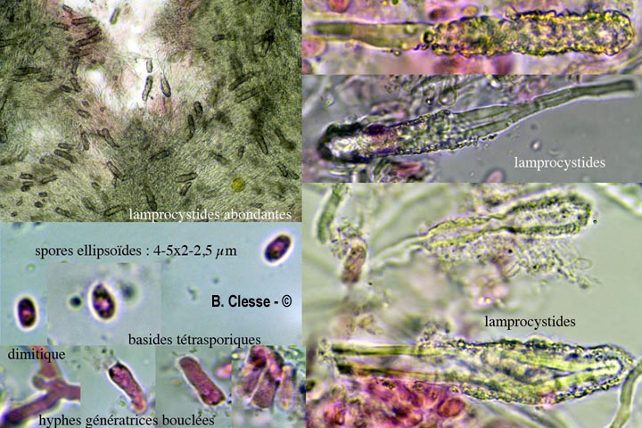Steccherinum nitidum (Junghuhnia nitida)