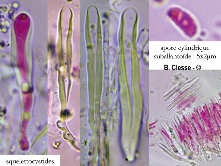 Stereum subtomentosum
