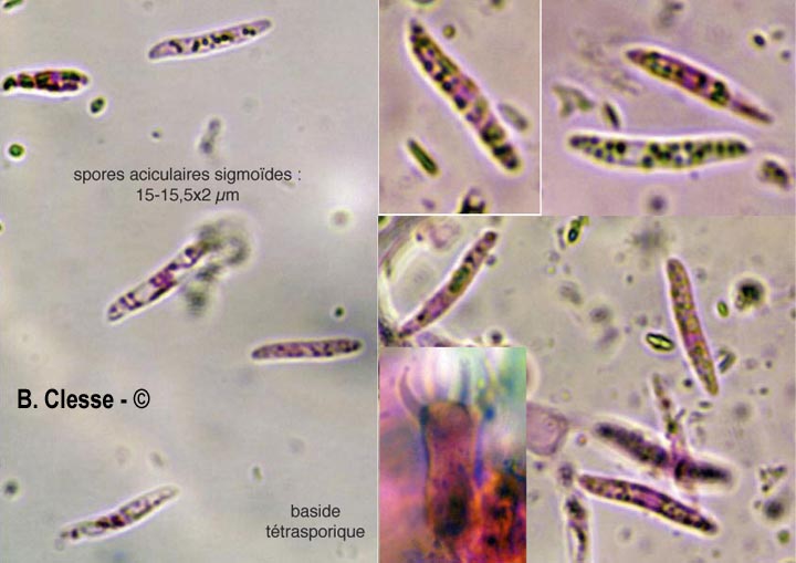 Subulicystidium longisporum