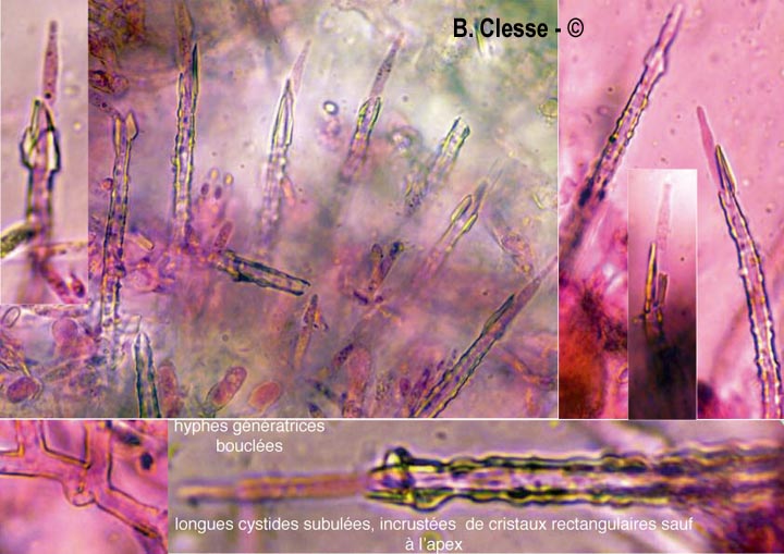 Subulicystidium longisporum