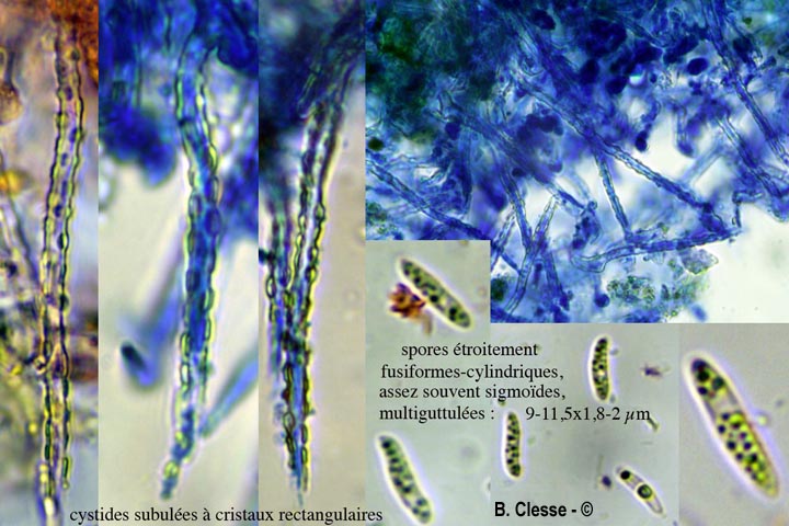Subulicystidium longisporum