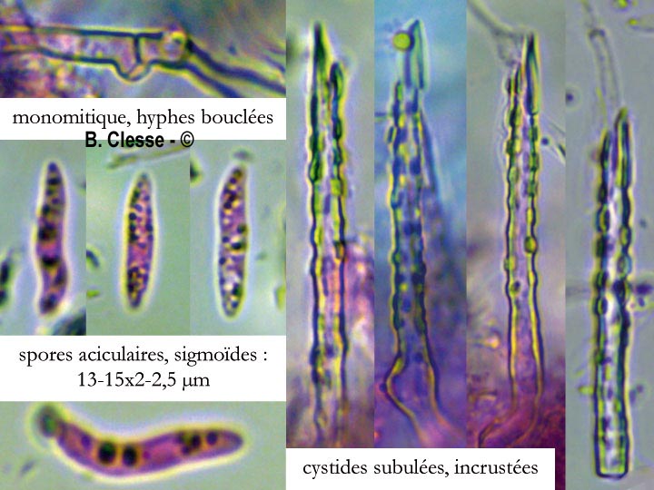 Subulicystidium longisporum