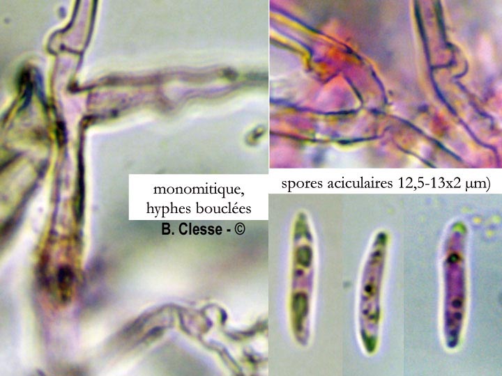 Subulicystidium longisporum