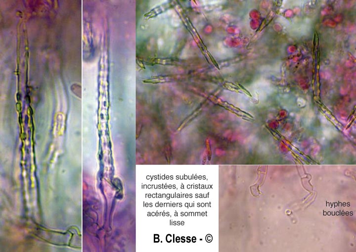 Subulicystidium longisporum