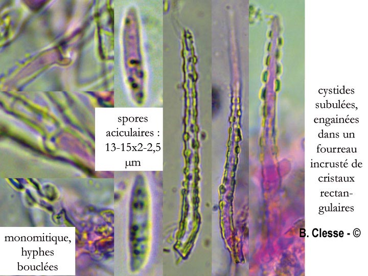 Subulicystidium longisporum