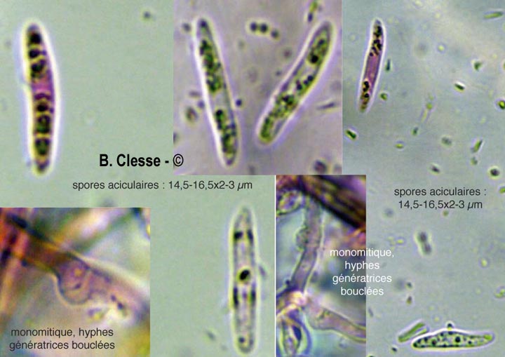 Subulicystidium longisporum