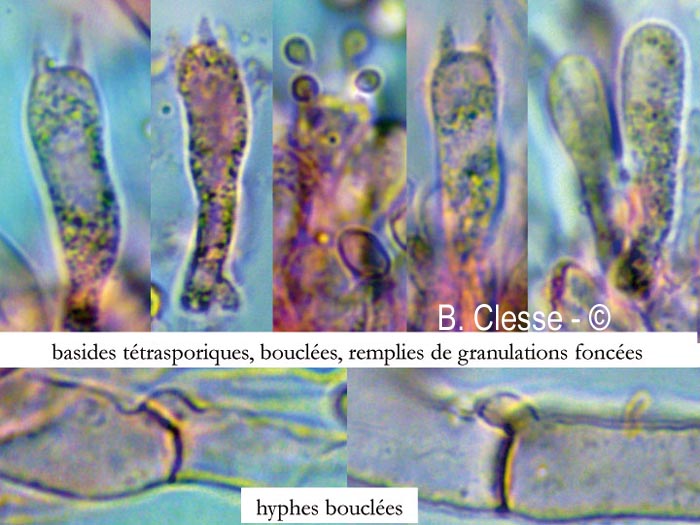 Tephrocybe platypus