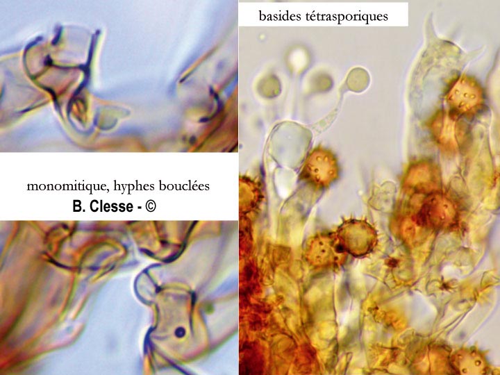 Thelephora bryophila (Tomentella bryophila)