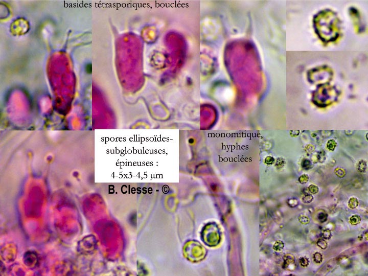 Trechispora candidissima
