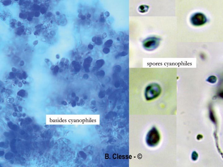 Trechispora cohaerens
