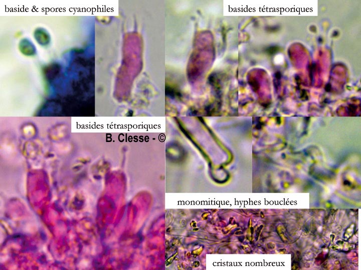 Trechispora cohaerens