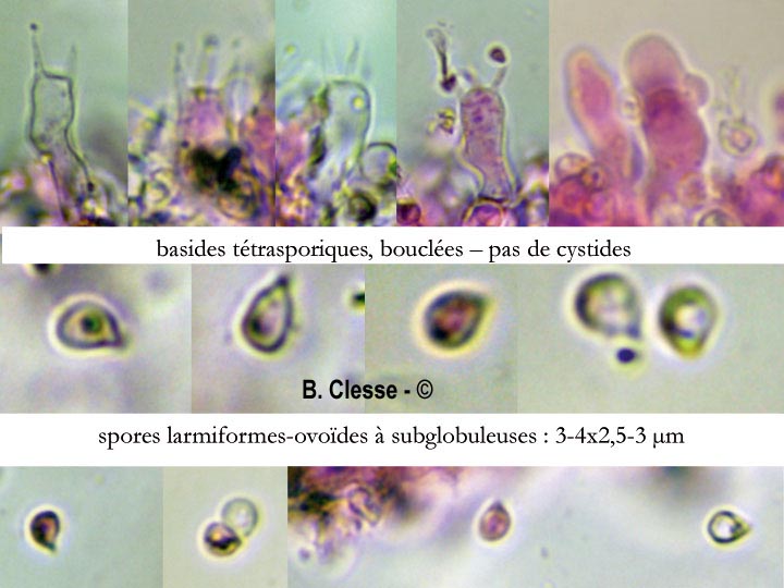 Trechispora cohaerens