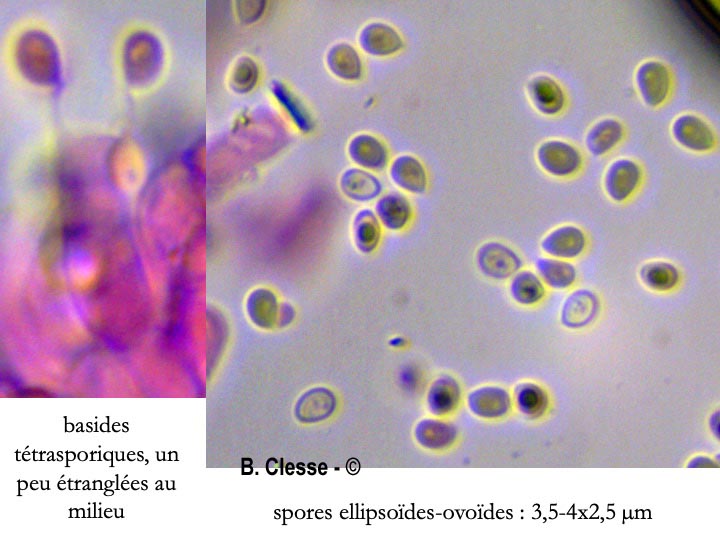 Trechispora cohaerens