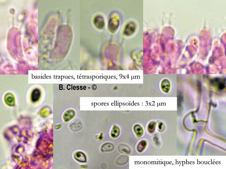 Trechispora cohaerens