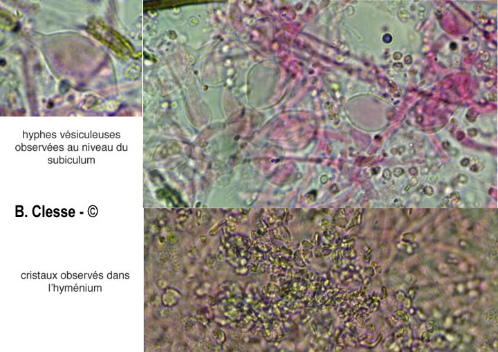 Trechispora farinacea