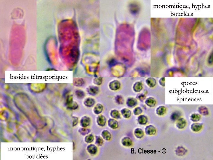 Trechispora farinacea