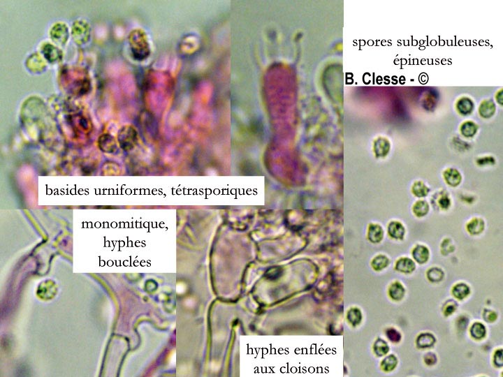 Trechispora farinacea