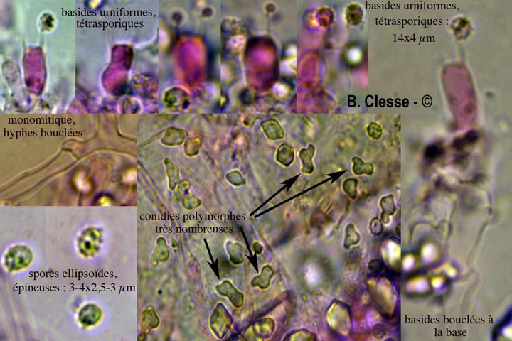 Trechispora stevensonii