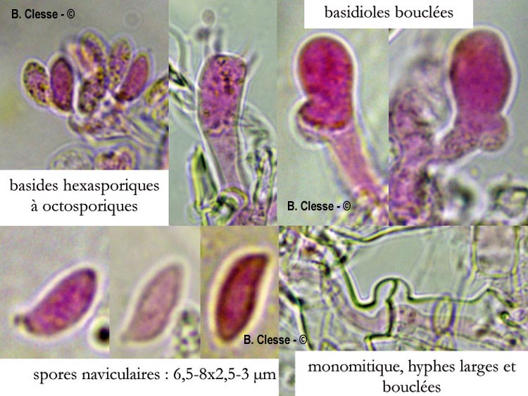 Botryobasidium subcoronatum