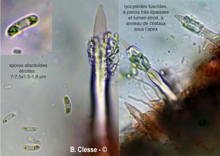 Tubulicrinis subulatus