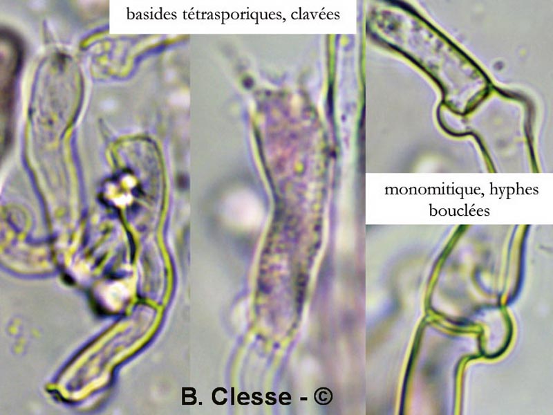 Tylospora fibrillosa
