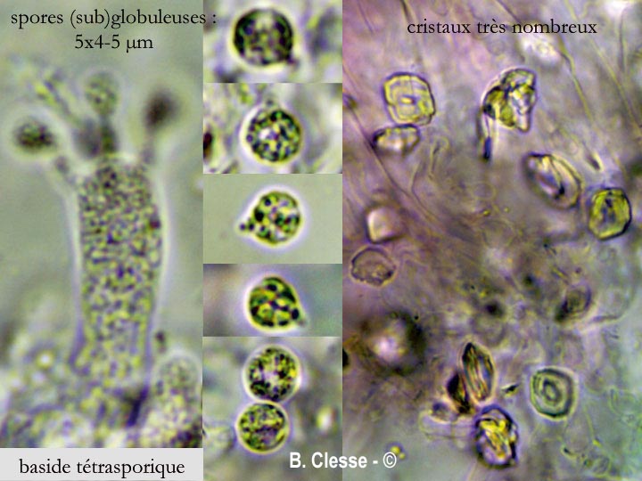 Vesiculomyces citrinus (Gloiothele citrina, Gloeocystidiellum citrinum)