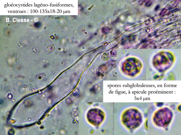 Vesiculomyces citrinus (Gloiothele citrina)