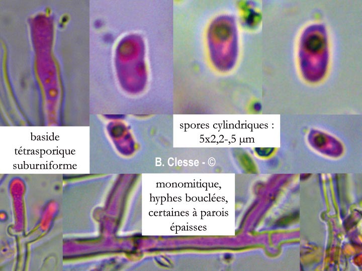 Xylodon nespori (Hyphodontia nespori)