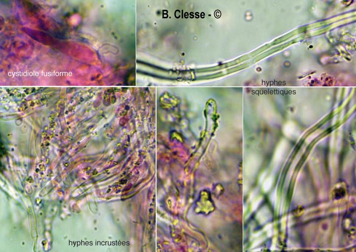 Xylodon raduloides (Schizopora radula)