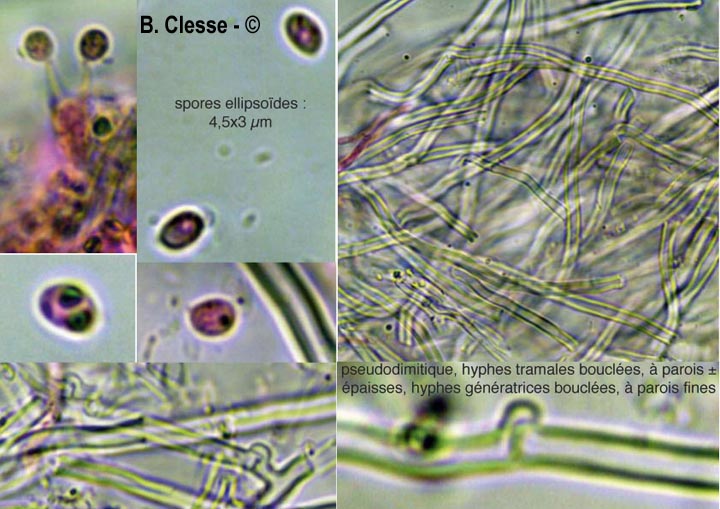 Xylodon raduloides (Schizopora radula)