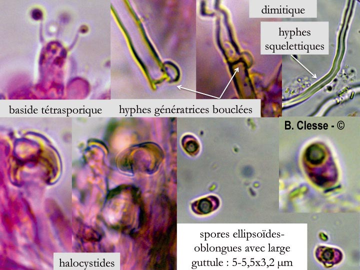Xylodon raduloides (Schizopora radula)