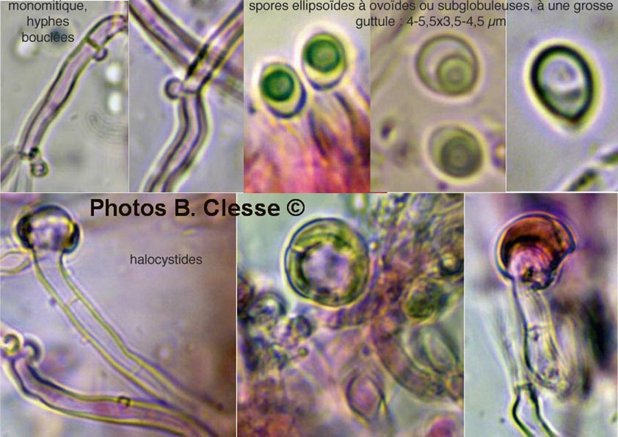 Lyomyces sambuci (Xylodon sambuci, Rogersella sambuci)