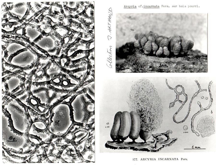 Arcyria incarnata